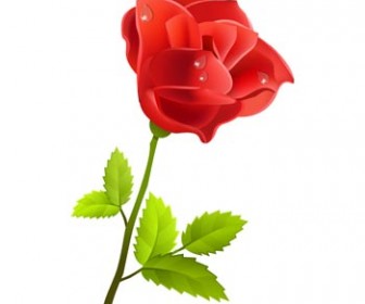 Red Rose Spring Flower