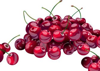 Fresh Cherry Vector Illustration