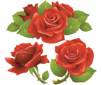 Red Roses Vector Ilustrations