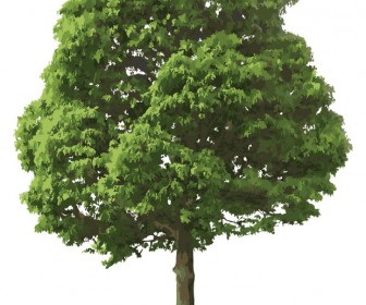 Realistic tree vector