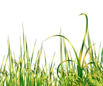 Realistic Green Grass Vector illustration