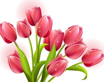 Spring Tulip Flower