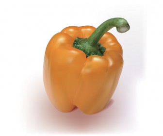 Realistic pepper vector