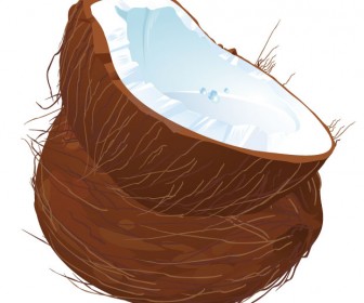 Coconuts Vector Illustration - Ai, Svg, Eps Vector Free Download