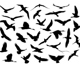 Vector flying birds